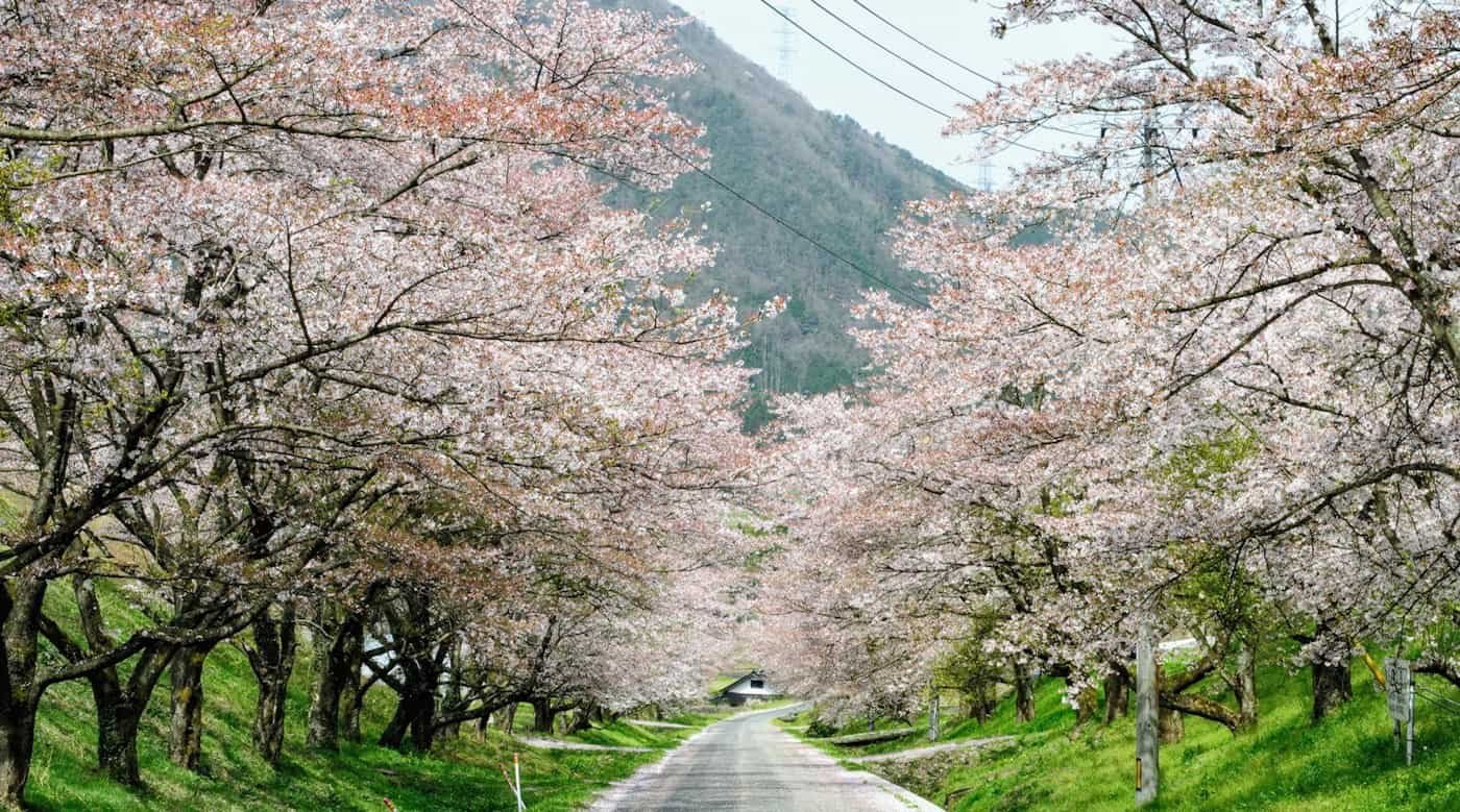 🌳 오노 극락사 공원(오노고쿠라쿠지코엔) 이미지 8